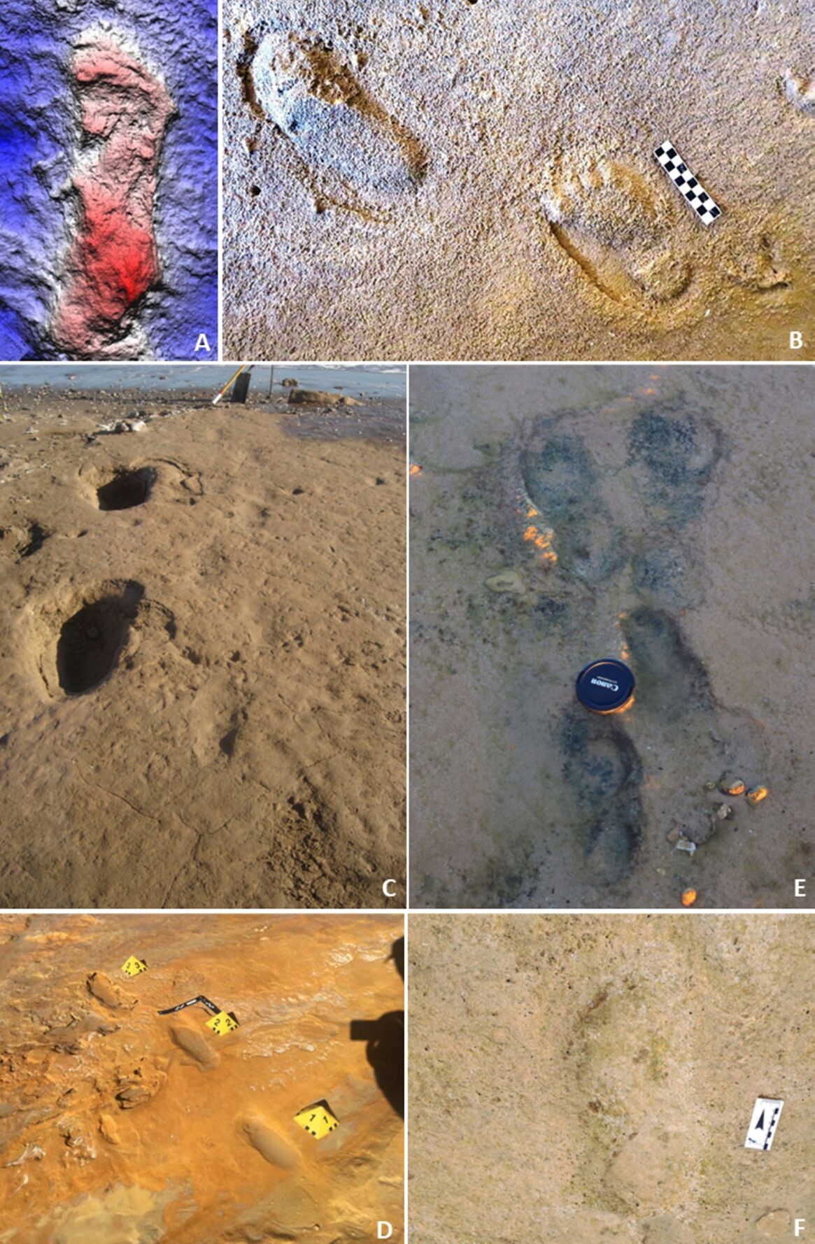 Neanderthal families spent days at the beach research shows